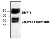 NBP1-45525 - DMP1