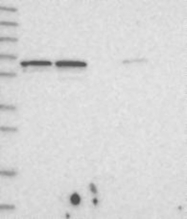 NBP1-89484 - DMP1