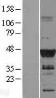 NBL1-09925 - DMRT1 Lysate