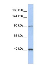 NBP1-58098 - DNA polymerase kappa