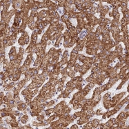 NBP1-90897 - DNA primase small subunit