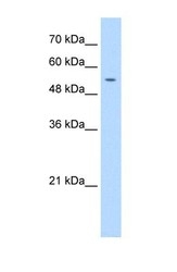 NBP1-58184 - DNA primase small subunit