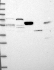 NBP1-90897 - DNA primase small subunit