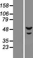 NBL1-14755 - DNA Primase small subunit Lysate