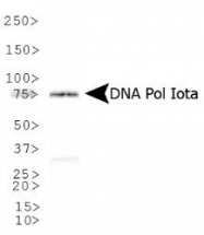 NB100-175 - DNA polymerase iota