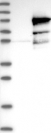 NBP1-84465 - DNAI1