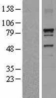 NBL1-09928 - DNAI1 Lysate