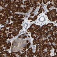 NBP1-84899 - DNAJB11