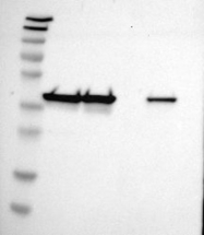 NBP1-85208 - DNAJB12