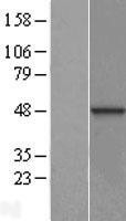 NBL1-09934 - DNAJB12 Lysate