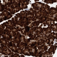 NBP1-82240 - DNAJB14