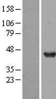 NBL1-09936 - DNAJB2 Lysate