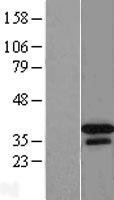 NBL1-09937 - DNAJB2 Lysate