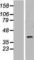 NBL1-09940 - DNAJB6 Lysate