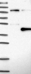 NBP1-81692 - DNAJB7 / HSC3