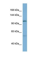 NBP1-59668 - DNAJC10 / ERDJ5