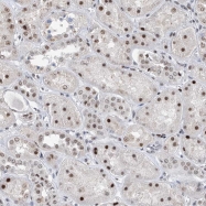 NBP1-84367 - DNAJC5G