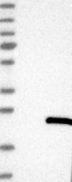 NBP1-84367 - DNAJC5G