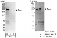 NBP1-71830 - Dynamin-binding protein