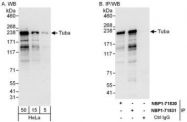 NBP1-71831 - Dynamin-binding protein