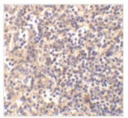 NBP1-76971 - Deoxyribonuclease-2-alpha