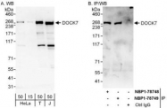 NBP1-78748 - DOCK7