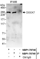 NBP1-78749 - DOCK7