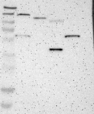 NBP1-86115 - Dipeptidase 1