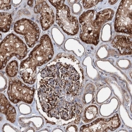 NBP1-86304 - Dipeptidase 2
