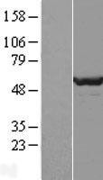 NBL1-09990 - DPH2 Lysate