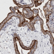 NBP1-87968 - DPH4
