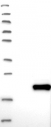 NBP1-87969 - DPH4