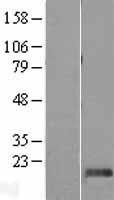 NBL1-09952 - DPH4 Lysate