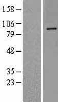 NBL1-09994 - DPP10 Lysate