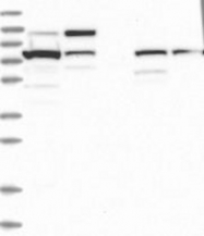 NBP1-89493 - DPP3