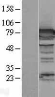 NBL1-09995 - DPP3 Lysate