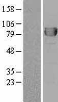 NBL1-09996 - DPP3 Lysate