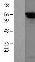 NBL1-09999 - DPP8 Lysate
