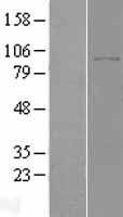 NBL1-10000 - DPP8 Lysate