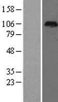 NBL1-10001 - DPP9 Lysate