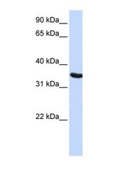 NBP1-54631 - DPPA2 / PESCRG1