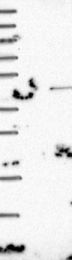 NBP1-85426 - DPPA2 / PESCRG1