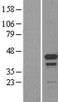NBL1-10002 - DPPA2 Lysate
