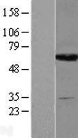 NBL1-10008 - DPYS Lysate