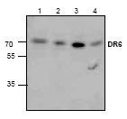NBP1-45952 - TNFRSF21 / Death receptor 6 (DR6)