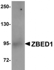 NBP1-76327 - ZBED1