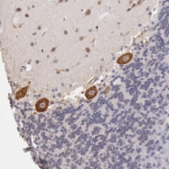 NBP1-82591 - DRG1 / NEDD3