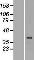 NBL1-10021 - DRG2 Lysate