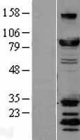 NBL1-09966 - DRP1 Lysate
