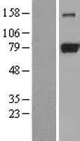 NBL1-09967 - DRP1 Lysate